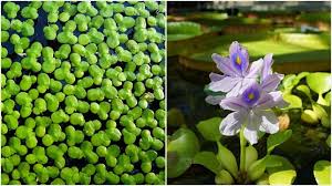 Tanaman air untuk penghias kolam ikan nggak cuma eceng gondok. 10 Tanaman Air Penghias Kolam Ikan Juga Menjernihkannya Dari Kotoran Hipwee Line Today