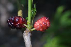 Image result for Morus