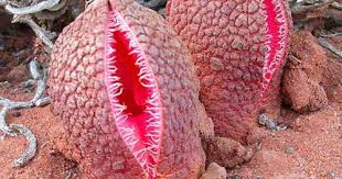 Image result for Hydnora