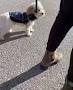 Video for Stratford Dog Walkers