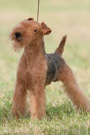 Lakeland Terrier Lakeland Terrier At The Hickories Circuit Dog Show In Upstate Ny Lakeland Terrier Terrier Breeds Mini Schnauzer Puppies