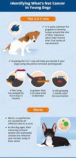 It's important to remember that lumps aren't always if your dog has a lump (even if it is cancerous), there are often many treatment options available. Can Young Dogs Get Cancer Canna Pet