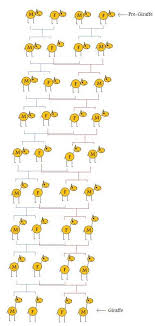 Simple Evolution Chart Pre Giraffe To Giraffe