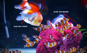 Ikan hias air tawar yang satu ini cukup mudah ditemukan di indonesia. Adakah Ikan Air Masin Boleh Hidup Di Kawasan Air Tawar Dan Sebaliknya Iluminasi