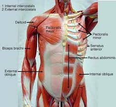 These are the glute muscles that would get most worked when doing squats, deadlifts, and hip thrusts, all of which require you to thrust your hips forward. Biol 160 Human Anatomy And Physiology Anatomy And Physiology Muscle Anatomy Human Anatomy And Physiology