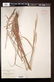 Image result for Trachypogon