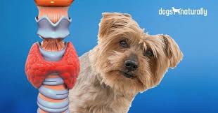 Gland swelling commonly refers to enlargement of the lymph glands, also known as lymph nodes. Hypothyroidism In Dogs 7 Natural Solutions Dogs Naturally