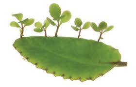 Image result for Bryophyllum