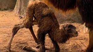 It triggers a part in their body that starts the reproduction. New Baby Camel Just Born Cincinnati Zoo Youtube