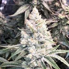 Image result for Silver Haze 1968 Imperial