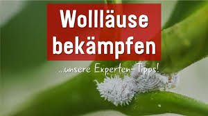 Wolllause Bekampfen Unsere Experten Tipps Wolllause Bekampfen Kann Vor Allem An Orchideen Notwendig Sein Wir Verraten Euc Pflanzen Pflege Pflanzen Orchideen