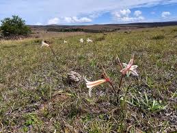 Image result for Cyrtanthus galpinii