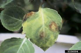 Recessed lighting installation necrosis symptoms in plants. Tips Information About Plant Diseases Gardening Know How