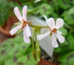 Image result for Pelargonium alchemilloides