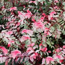 Pots should also have good drain holes to help keep water from pooling. Snowbush Breynia Disticha My Garden Life