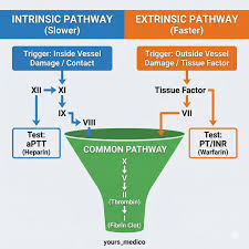 Image result for Anticoagulation Pathway