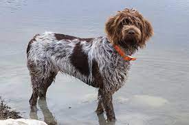 While he gets along great with other dogs he is an attention…. Wirehaired Pointing Griffon Breed Information Health Appearance