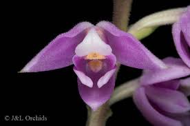 Image result for Polystachya valentina