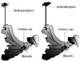Both liverworts and mosses do not have a circulatory system like higher plants. Difference Between Liverworts And Mosses Sarthaks Econnect Largest Online Education Community