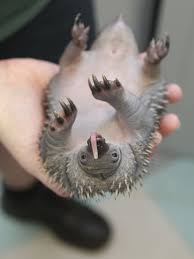 Short Beaked Echidna Babies For All Needing A Pick Me Up Pudgy Newborn Echidna Puggles Echidna Echidna Puggle Zooborns