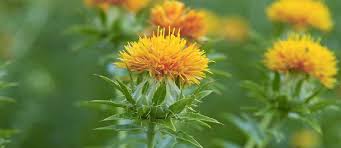 what is the use of cla safflower oil