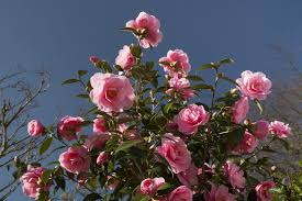 Camellia Williamsii Donation Enjoying The March Sunlight Pink Flowers Donate Four Seasons