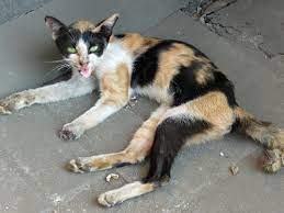 Many pet owners assume cats must know they are dying because many hide in the days or hours before death. Sickness And Weight Loss In Cats Passionate Viscus Ailment Ibd In The Field Of Cats