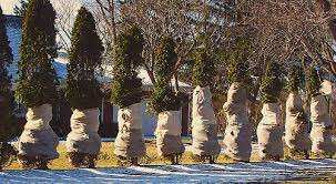 We did not find results for: Should Plants Be Wrapped In Winter Garden Myths