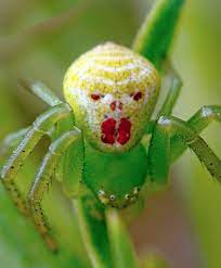 Theridion Grallator Clown Spider 615x745 Spider Crab Spider Insects