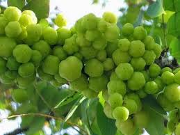 Buah tumbuhan perdu ini memang manis, dan ada bermacam jenis dari banyak daerah.di indonesia ada beberapa daerah yang terkenal karena anggurnya seperti probolinngo dan bali. Gamit Kenangan Waktu Kecil Kecil Dahulu Buah Yang Sukar Untuk Ditemui Sekarang Semua Semua Semuanya