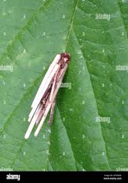 Image result for Psyche casta