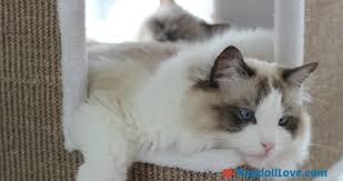 5 Things You Need To Know About Ragdoll Cat Size