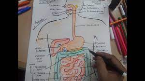 Are you looking for the best images of human digestive system drawing? How To Draw Digestive System Youtube