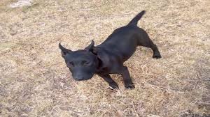 Chihuahua x pit bull = phibuabua Cruce De Bull Terrier Con Pitbull Cerbero Youtube