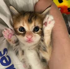Get the latest news on oregon pets, animal shelter and adoption. Cat Is So Happy That Her Kittens Will Never Have To Spend Another Day On The Streets Love Meow