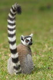 Animals World Wildlife Animals Of Ring Tailed Lemurs Pictures Lemur Animals Wild Animals Beautiful