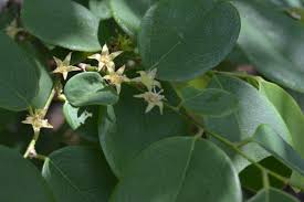 Image result for Cleistanthus