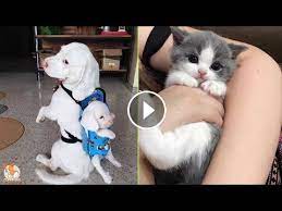 Tiktok Pets Funny And Cute Pets Compilation 1 Cutevn Cute Puppy Videos Kittens Funny Funny Animal Videos