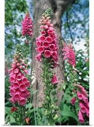 Georgette Douwma Poster Print Wall Art Print Entitled Foxglove Flowers None Flowers Foxglove Virtual Flowers