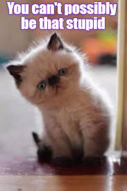 Kitteh Is Awestruck Cats Kittens Cutest Kittens