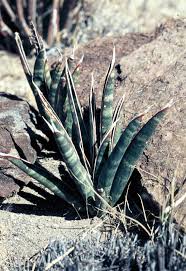 Image result for Sansevieria pedicellata
