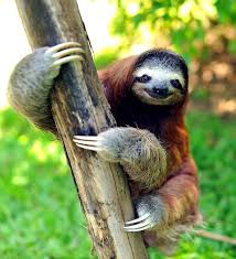 The Three Toed Sloth Facts Photos Videos Gifs Cute Sloth Pictures Cute Baby Sloths Sloth