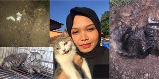 How long does parvo last? 7 Ekor Kucing Dibela Mati Akibat Virus Parvo Kliq News