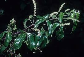 Image result for Allophylus