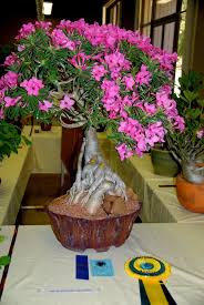 Pin On Sukulentowe Bonsai