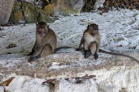 Maybe you would like to learn more about one of these? Monkey Beach Thailand Is Home To Tons Of Wild Monkeys