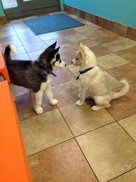 My Girl Dakota Right Met Another Husky Named Koda Left At The Vet The Other Day Cute Animals Animals Baby Animals