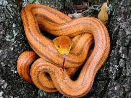 Elaphe Obsoleta Obsoleta Yellow Rat Snake Sighted Orlando Florida Snake Rat Snake Amphibians