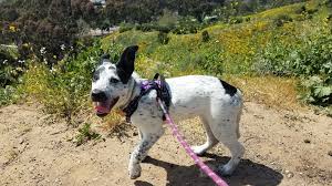Meet astro, a five month old cattle dog/husky mix. Nova Our 5 Month Old Cattle Dog Border Collie Mix Album On Imgur
