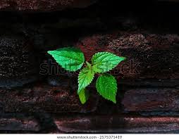 Image result for Laportea interrupta